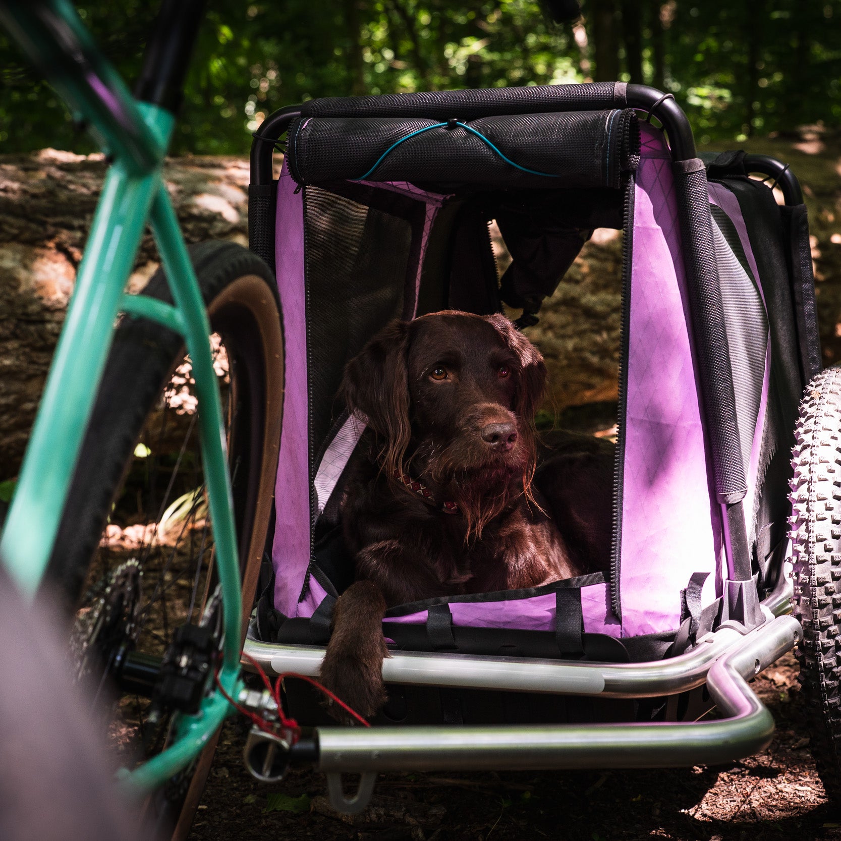 Hundeanhänger mit großem Hund