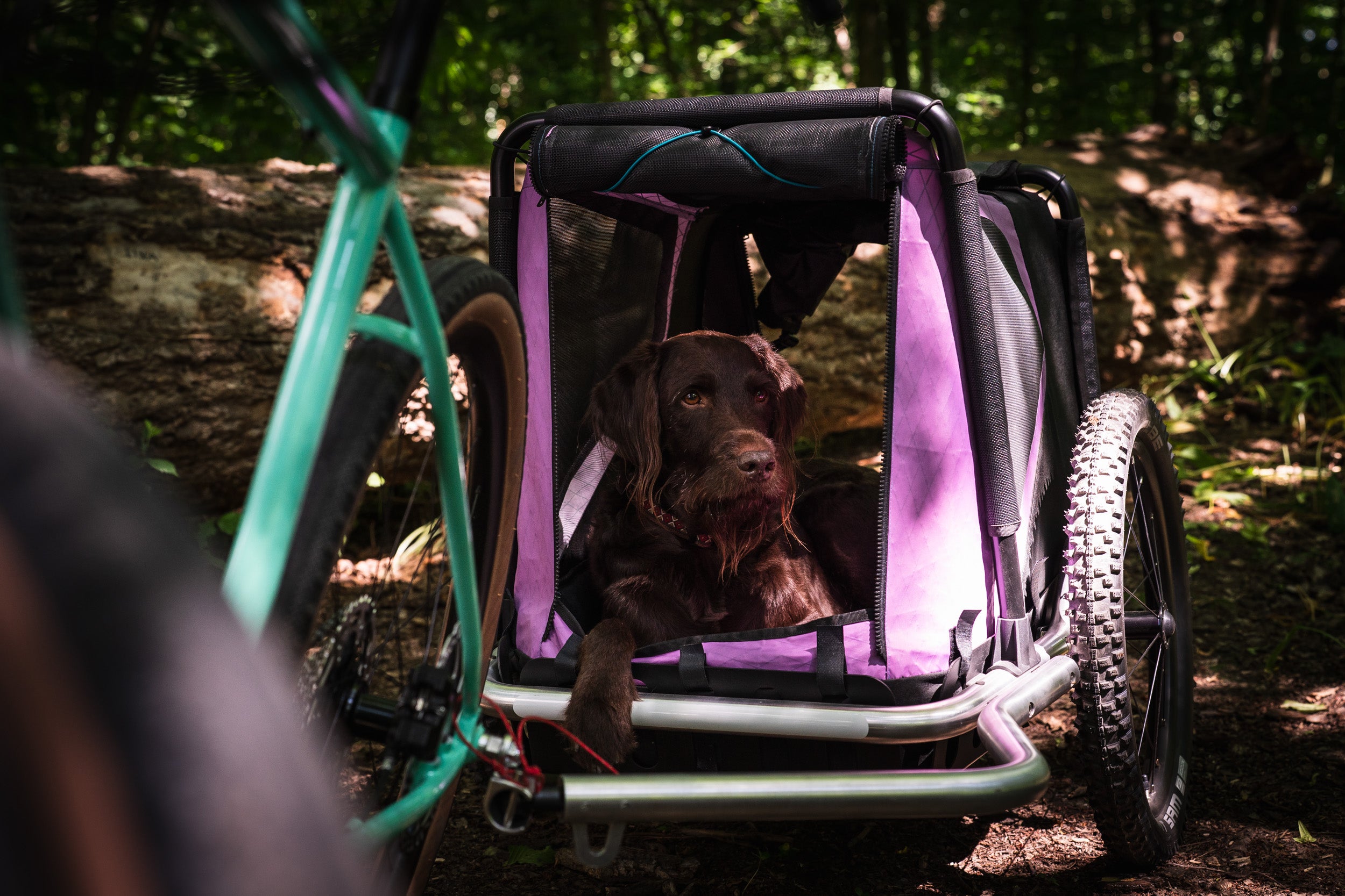 Hundeanhänger mit großem Hund