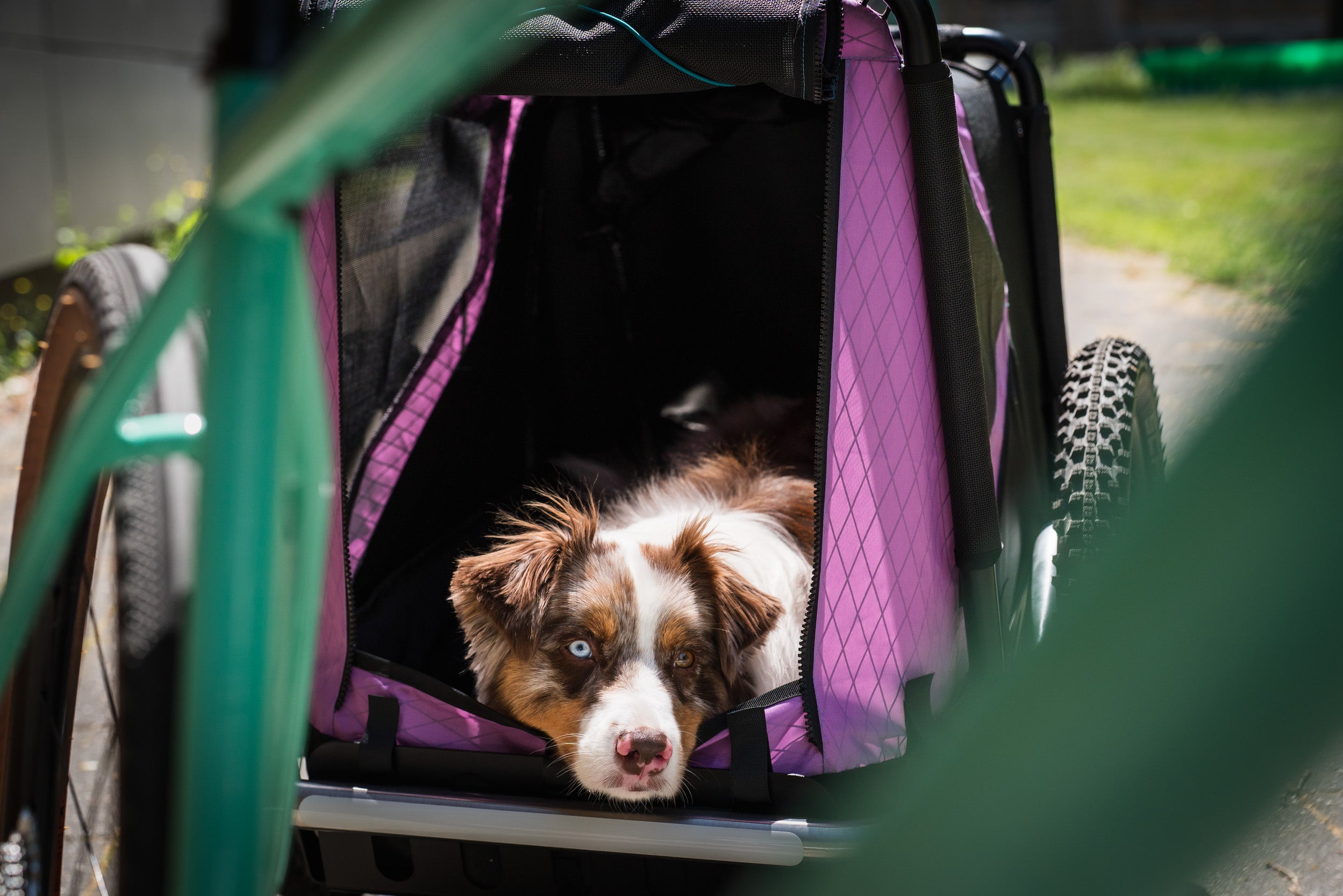 dog trailer urban live