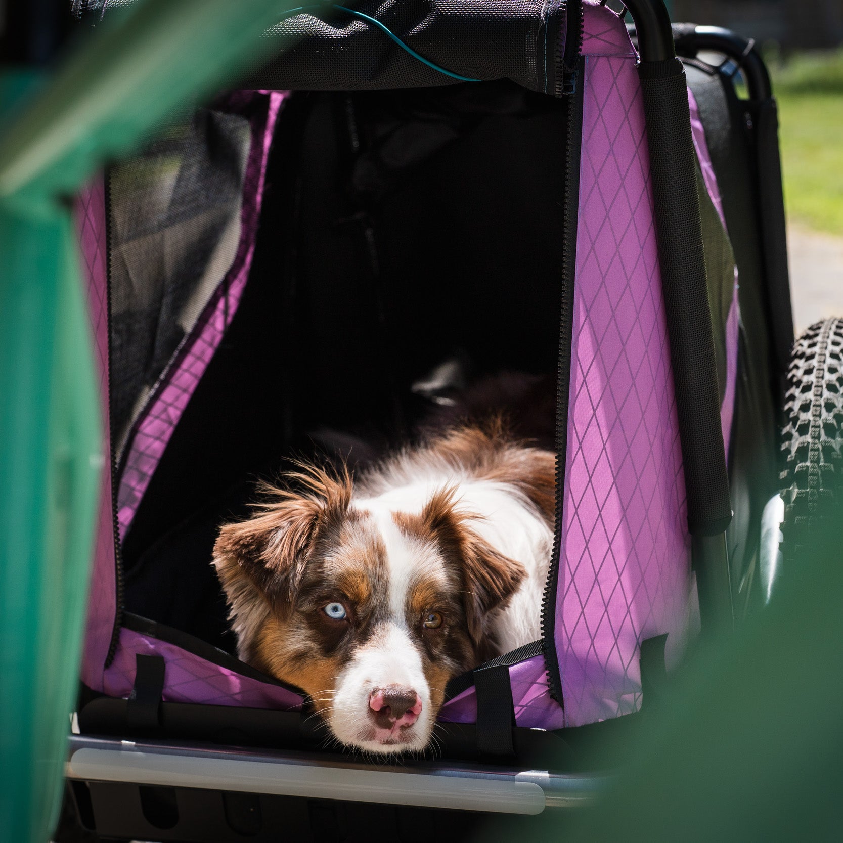 dog trailer urban live