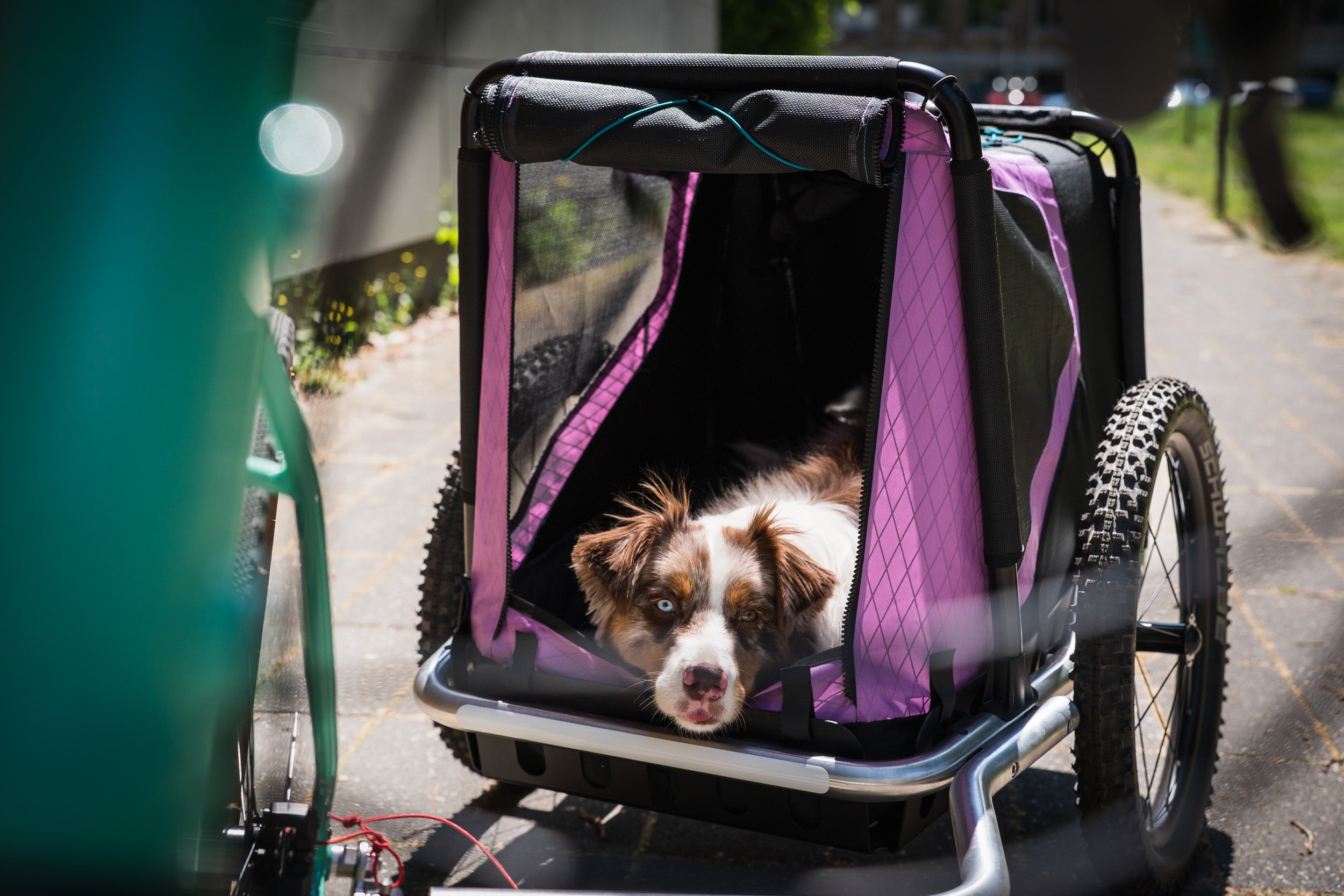 schöner Hundeanhänger in Stadt